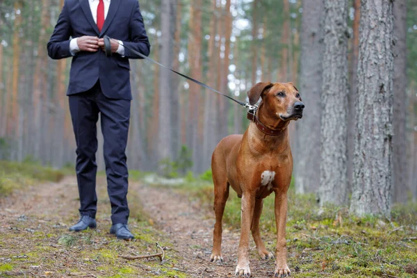 Promenade avec un chien dans la forêt de pins. homme avec Ridgeback rhodésien dans la nature — Photo