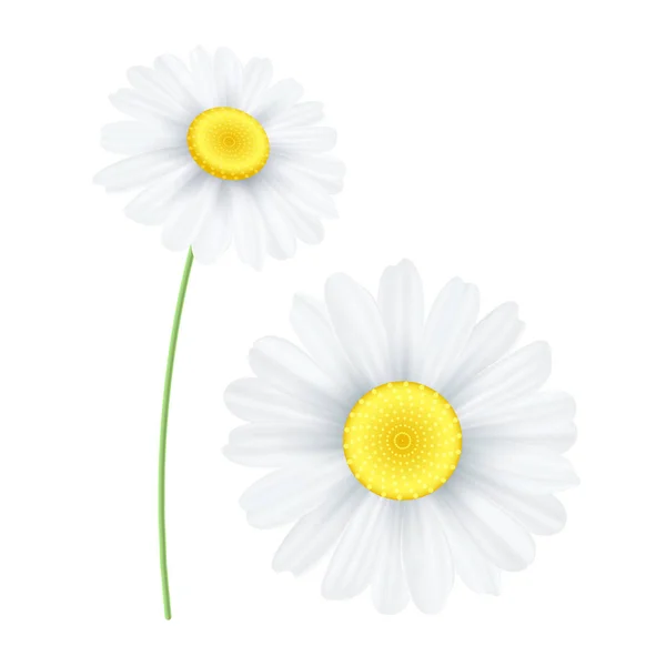 Fleur de camomille printanière isolée sur fond blanc. Objet graphique pour votre design. Fleur de marguerite saisonnière. Bonjour le printemps. Illustration vectorielle — Image vectorielle