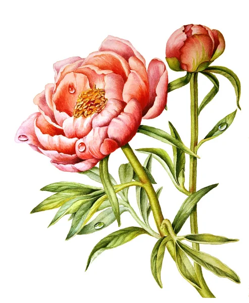 En delikat rosa pion — Stockfoto