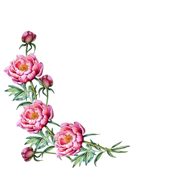 Рожеві квіти півонії — стокове фото
