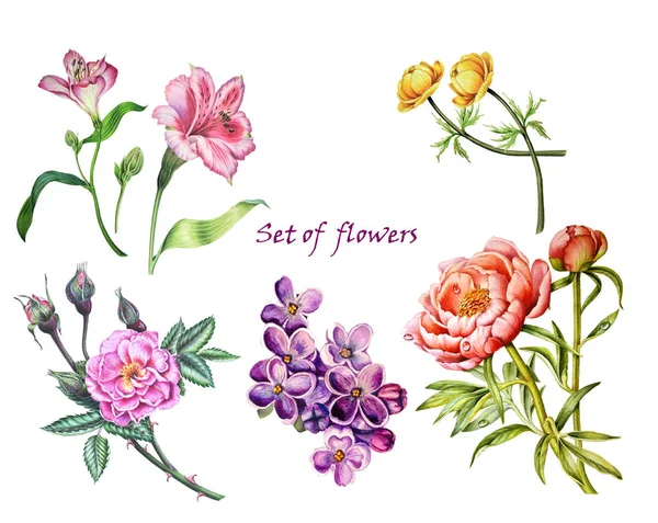 Watercolor Botanical illustration. Set of  flowers — Stock Photo, Image