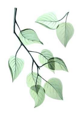    Suluboya soyut çizimde dal şeffaf yeşil yaprakları. Dekorasyon düğün davetiyeleri, kumaş baskı, kartları için kullanılabilir.                                      