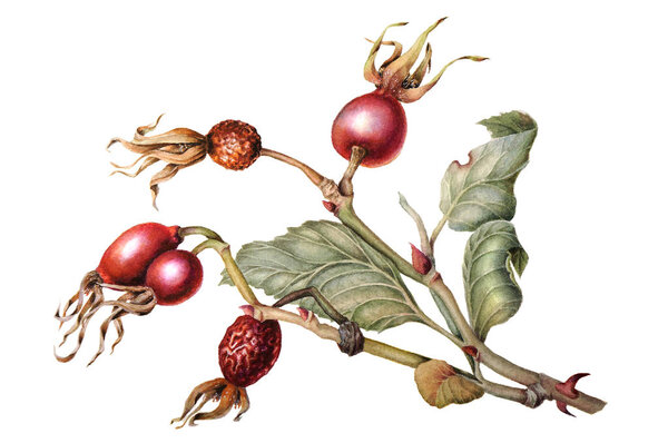 Watercolor Botanical illustration of a branch of rose hips isolated on a white background. Fruit. Rose.