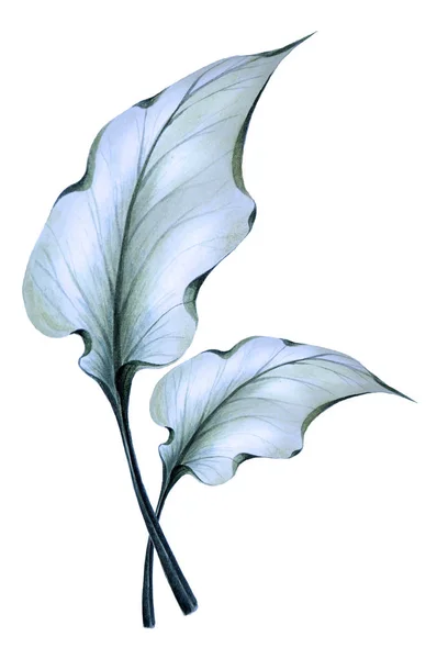 抽象水彩插图透明蓝叶马蹄莲 可用于婚礼请柬的装饰 面料印花 — 图库照片