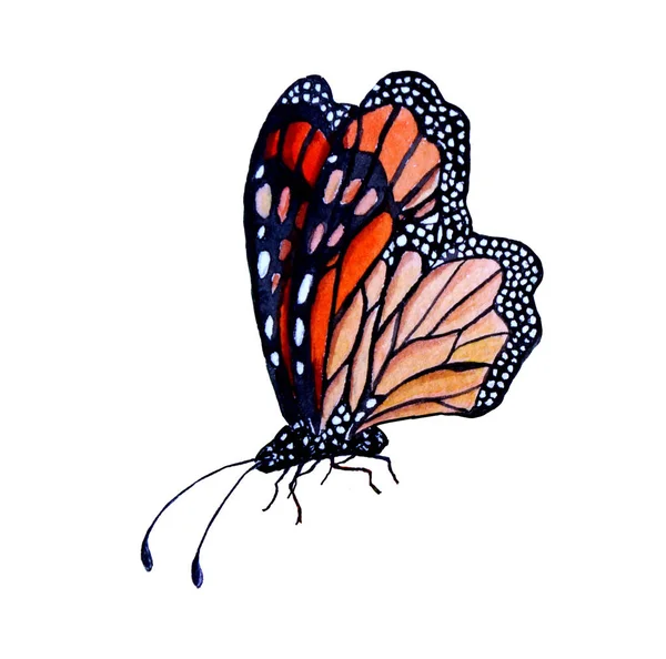 オレンジ色の鮮やかな蝶の水彩画 — ストック写真
