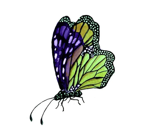 Aquarelle Peinture Papillons Vert Vif — Photo