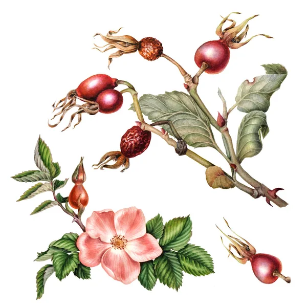 Branch, bloem en vrucht van rozenbottels — Stockfoto