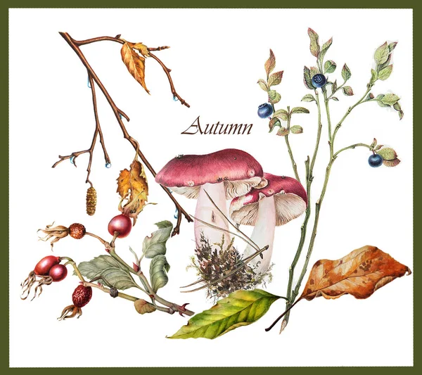 Botanische Illustration von Herbstpflanzen — Stockfoto