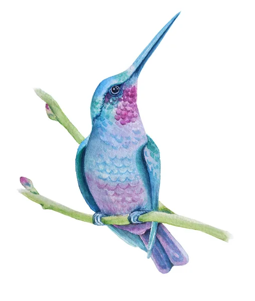 Lindos pássaros aquarela Hummingbird — Fotografia de Stock