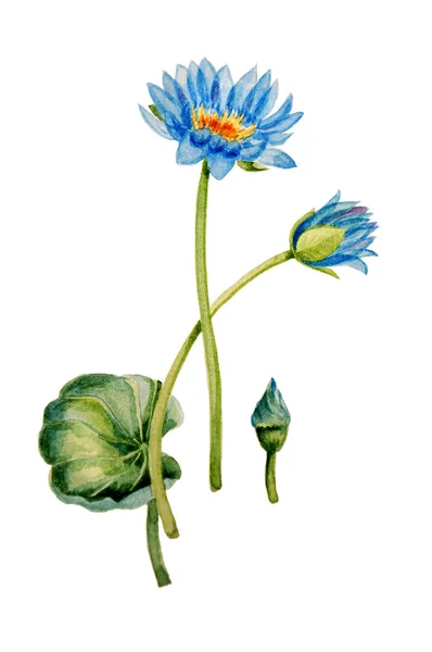 Blaue Lotusblüten, Blätter und Knospen — Stockfoto