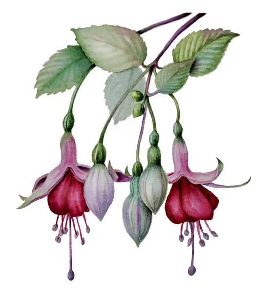 Acuarela fucsia flor boceto —  Fotos de Stock