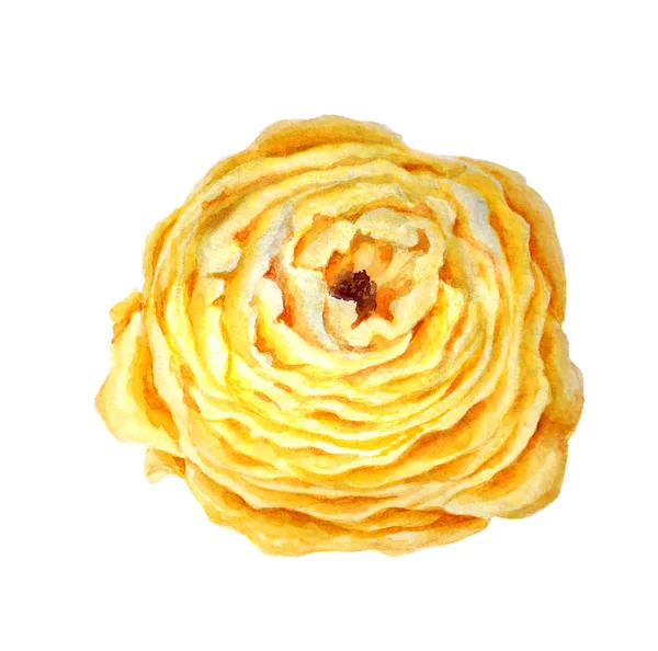 Aquarell gelb Frottee Blume — Stockfoto