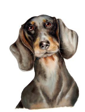 Bir daksund 'un portresi