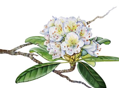 Çiçeklerin suluboya resmi, beyaz arkaplanda açan rhododendron.