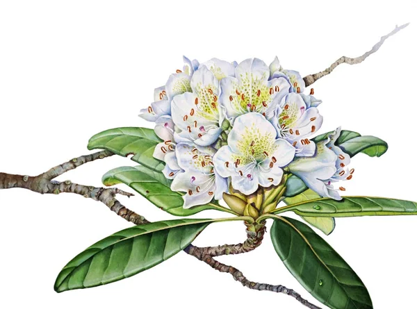 Çiçeklerin suluboya resmi, beyaz arkaplanda açan rhododendron. — Stok fotoğraf