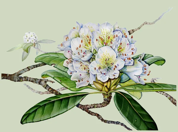 Watercolor Botanical illustration of a white rhododendron inflorescence on a pale green background with branches and leaves. — ストック写真