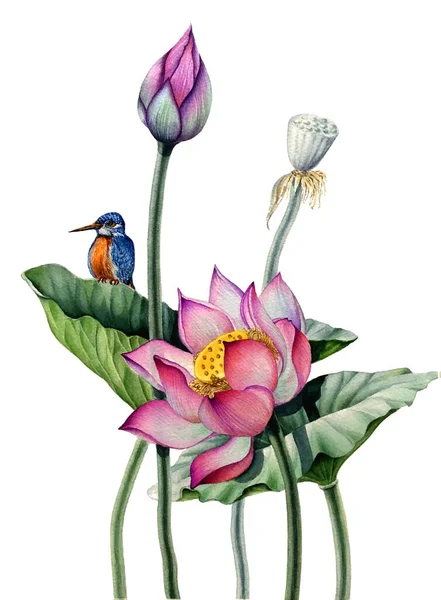 Illustration aquarelle d'un oiseau martin-pêcheur reposant sur une feuille d'un Lotus en fleurs . — Photo