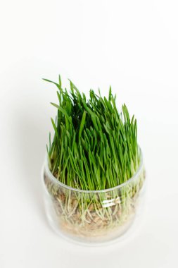 bir WHI izole bir cam kap içinde genç yeşil buğday filizi