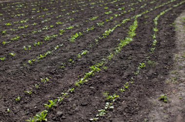 sp alanında veya Bahçe, Genç yeşil filiz bitkileri, kara