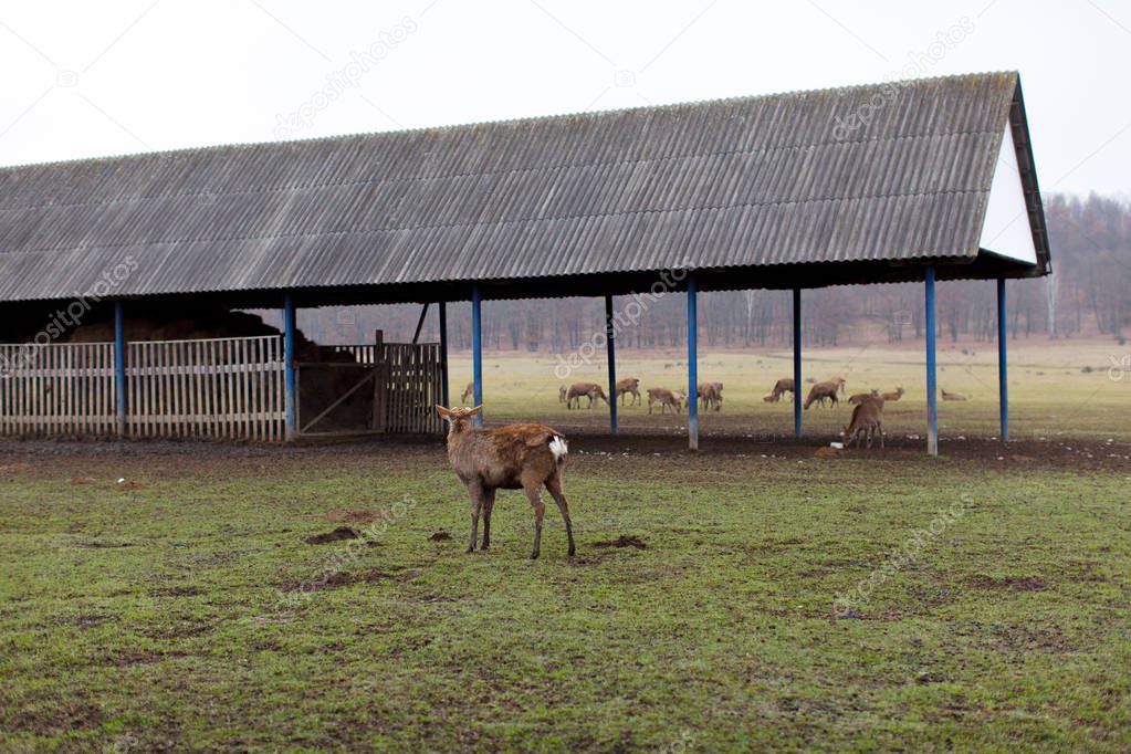 Deers walking in the territory of a deer farm