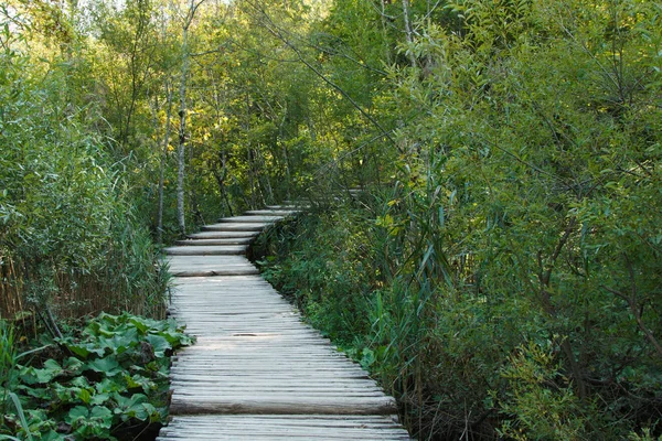 Holzkurvenweg an den Seiten der grünen Büsche. — Stockfoto