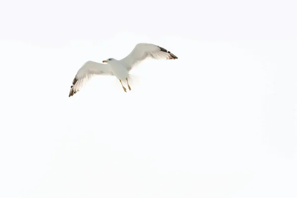 Большие крылья белой чайки разлетелись по небу, белый фон, пространство для текста — стоковое фото