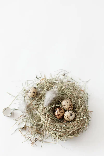 Oeufs De Caille Paques Decoration Se Situent Dans Un Nid Doiseau Sur Fond Oeufs De Caille Paques Decoration Se Situent Dans Un Nid Doiseau Sur Fond