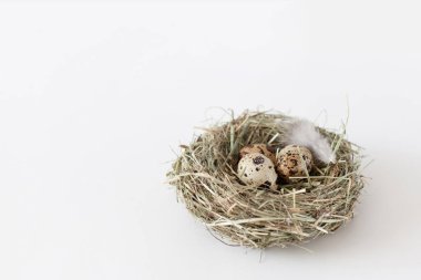 Paskalya dekorasyon bıldırcın yumurtası kuş yuvası metin, gün ışığı, yatay imge, minimalizm yeri olan beyaz bir arka plan üzerinde yalan.