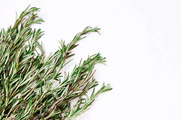 Young rosemary sprigs isolated on white background. Open space for your text. — Stock Photo, Image