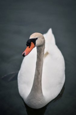 Su birikintisi içinde yalnız kuğu