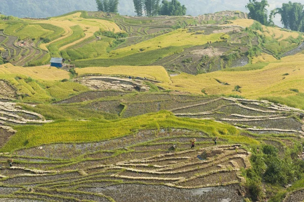 Vietnamese rice terraced paddy field in harvesting season. Terraced paddy fields are used widely in rice, wheat and barley farming in east, south, and southeast Asia