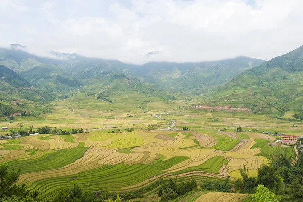 Vietnamese rice terraced paddy field in harvesting season. Terraced paddy fields are used widely in rice, wheat and barley farming in east, south, and southeast Asia