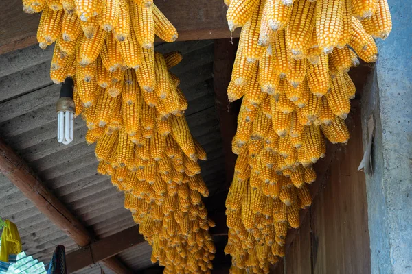 Dried corns is hanged on the roof of ethnic minoritys house in Mu cang chai, Vietnam