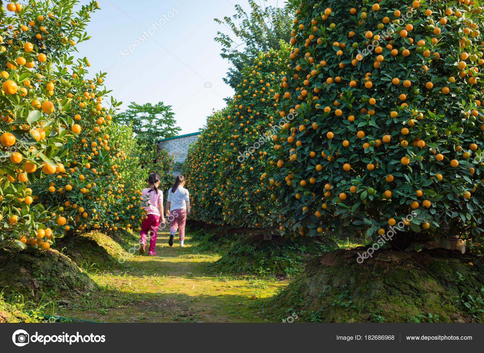 kumquat garden symbol vietnamese lunar new year nearly every household stock photo - Vietnamese Garden kumquat garden symbol vietnamese lunar new year nearly every household stock photo - Vietnamese Garden