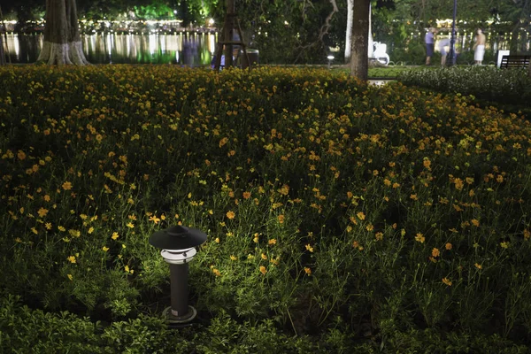 Small Garden Lamp on surrounded yellow daisy flowers