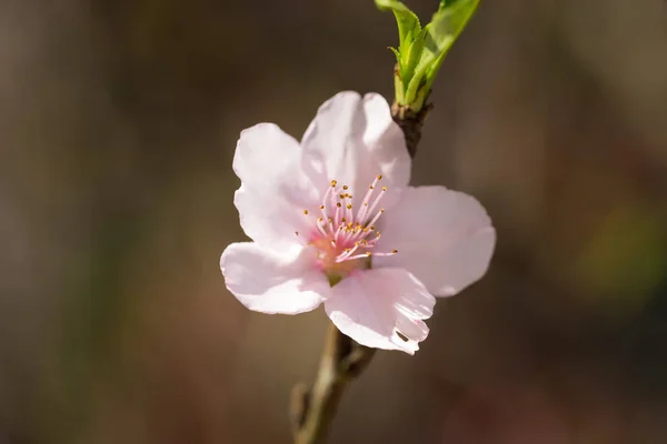White peach flower on tree. Peach flower is symbol of Lunar New Year - Tet holidays in north of Vietnam