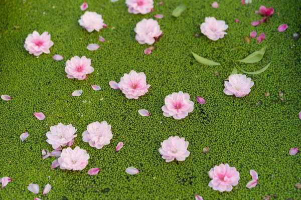 Peach flowers fall on duckweed floating on water surface. Peach flower is symbol of Vietnamese Lunar New Year - Tet holidays in north of Vietnam