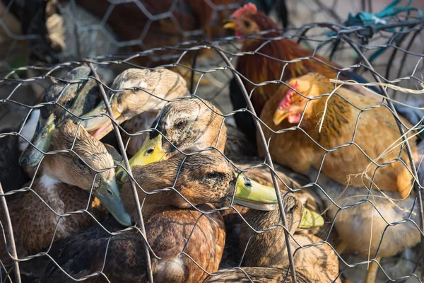 Duck and chicken in cage in Asian market