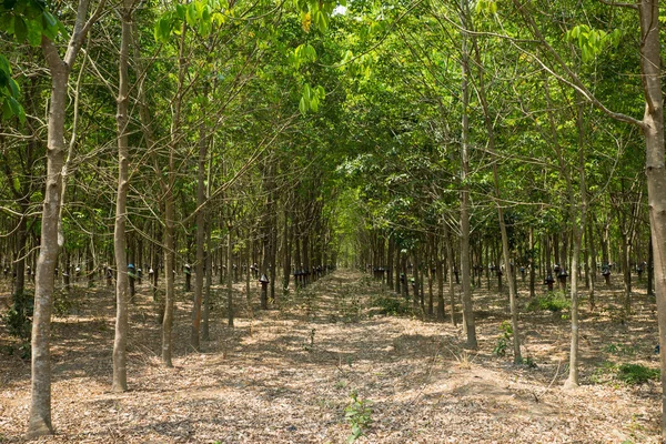 Rubber forest in Tay Nguyen, Central Highlands of Vietnam