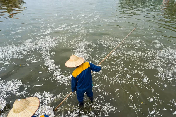 Garbage collector, environment worker take mass dead fishes out from West Lake, Hanoi, Vietnam in Oct 2016. The officer says total dead fish weight is about 200 tons