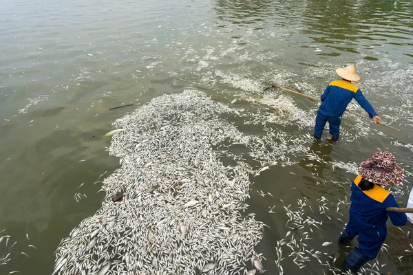 Garbage collector, environment worker take mass dead fishes out from West Lake, Hanoi, Vietnam in Oct 2016. The officer says total dead fish weight is about 200 tons