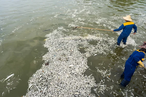 Garbage collector, environment worker take mass dead fishes out from West Lake, Hanoi, Vietnam in Oct 2016. The officer says total dead fish weight is about 200 tons