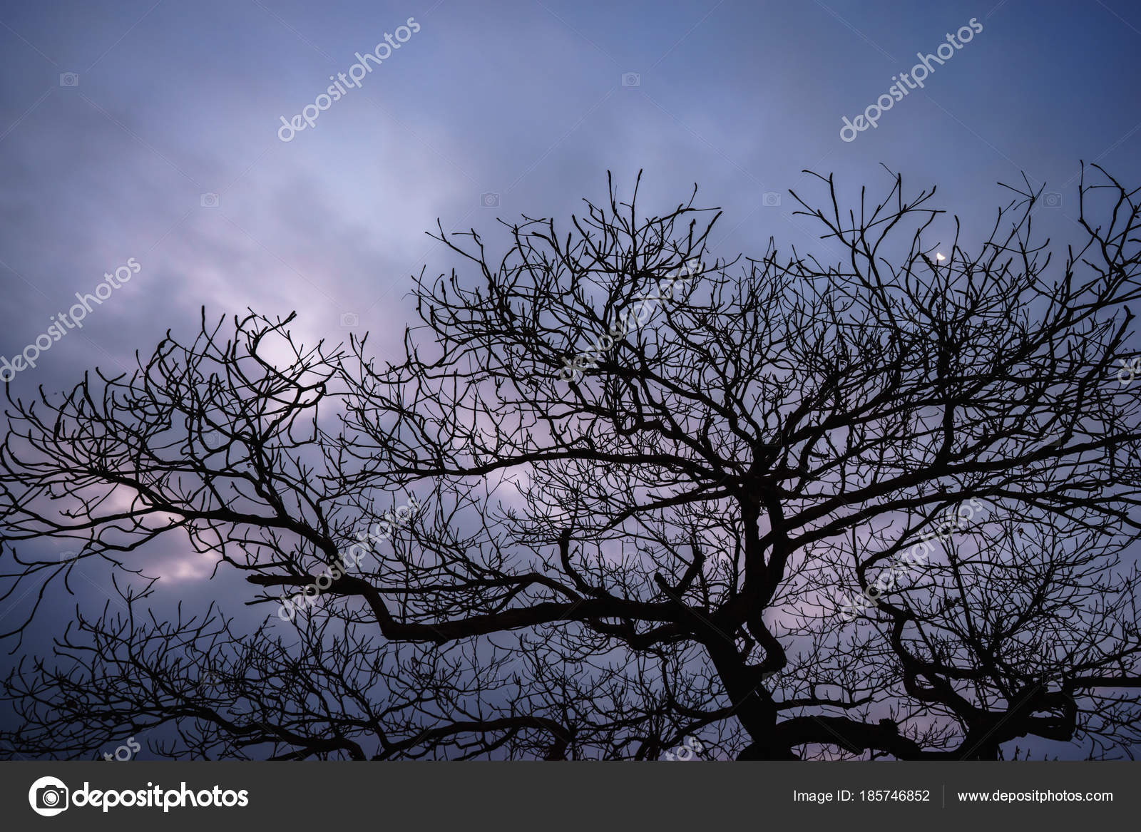 Mysterious scary branches trees, vintage toned colors. — Stock Photo