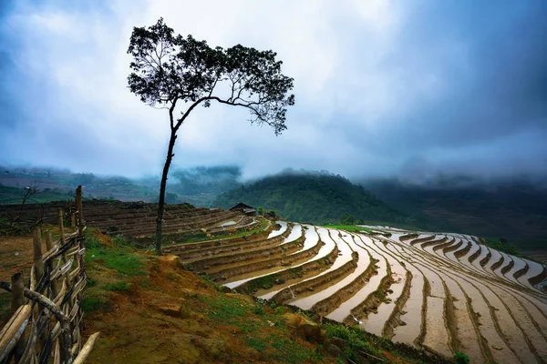Terraced rice field in water season, the time before starting grow rice, with high tree in Y Ty, Lao Cai province, Vietnam