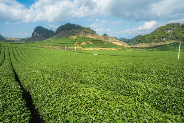 Tea plantation landscape on clear day. Tea farm with blue sky and white clouds.