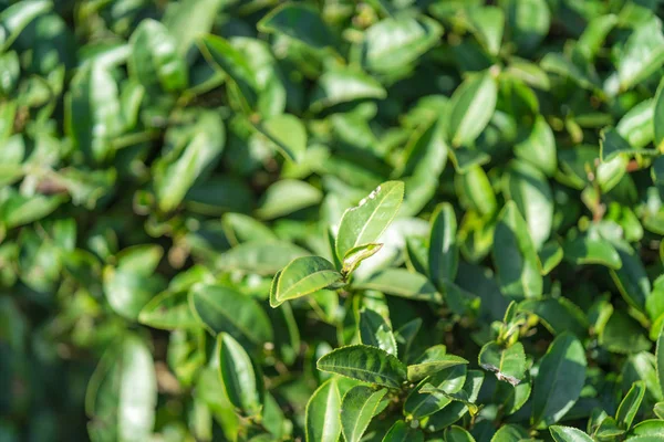 Tea leave in tea plantation