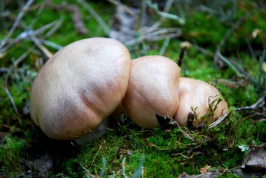 Sonbahar ormanında yenilebilir mantarlar