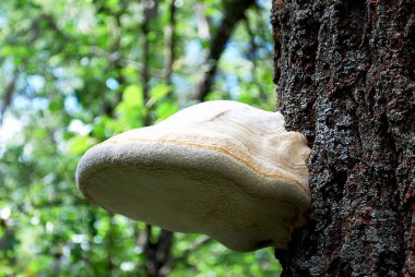 Tarladaki ağaçta mantar