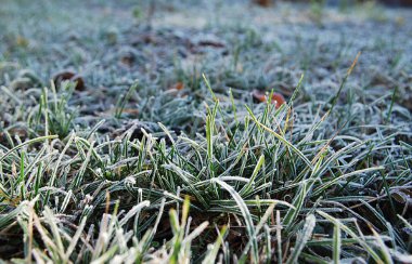 Yeşil çimlerin üzerinde beyaz kar toprağı