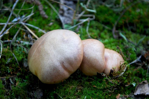 Funghi Commestibili Nella Foresta Autunnale — Foto Stock